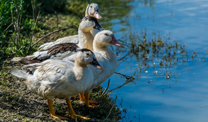 canards